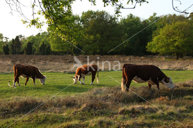 Hereford Koe (Bos domesticus)