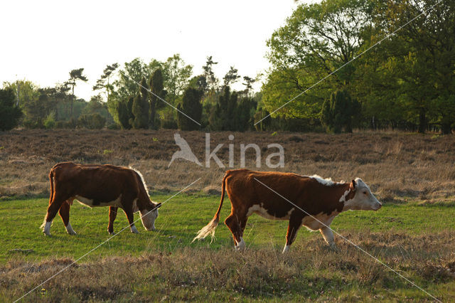 Hereford Koe (Bos domesticus)