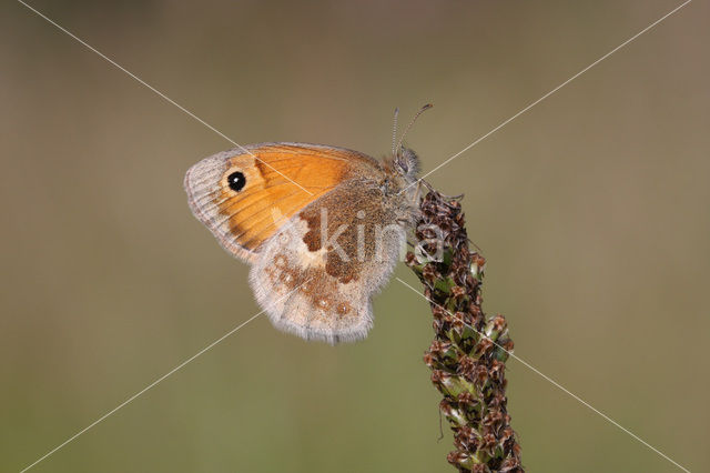 Hooibeestje (Coenonympha pamphilus)