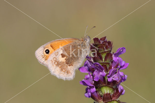 Hooibeestje (Coenonympha pamphilus)