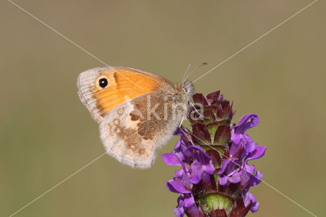 Hooibeestje (Coenonympha pamphilus)