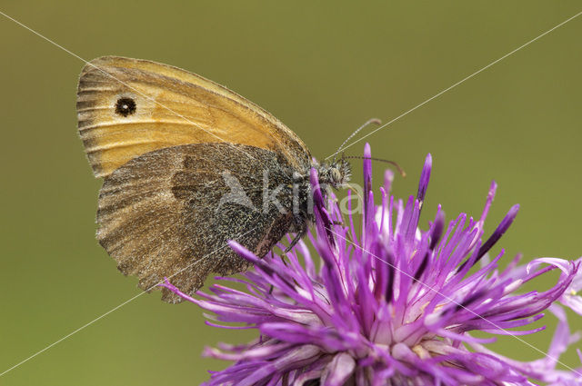 Small Heath (Coenonympha pamphilus)