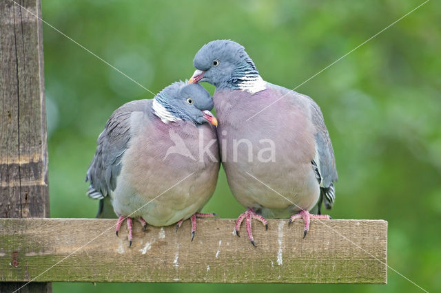 Houtduif (Columba palumbus)