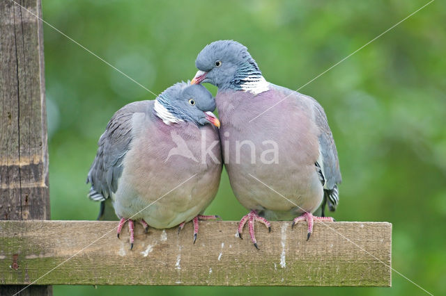 Wood Pigeon