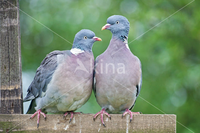 Wood Pigeon