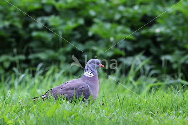 Houtduif (Columba palumbus)