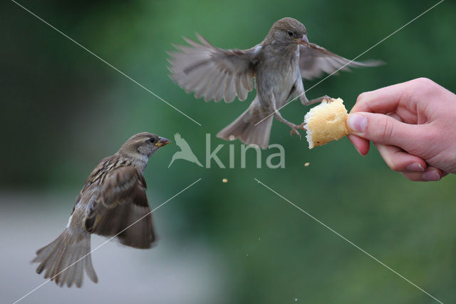 Huismus (Passer domesticus)