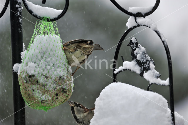 House Sparrow (Passer domesticus)