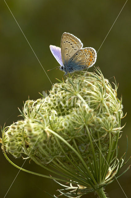 Common Blue (Polyommatus icarus)