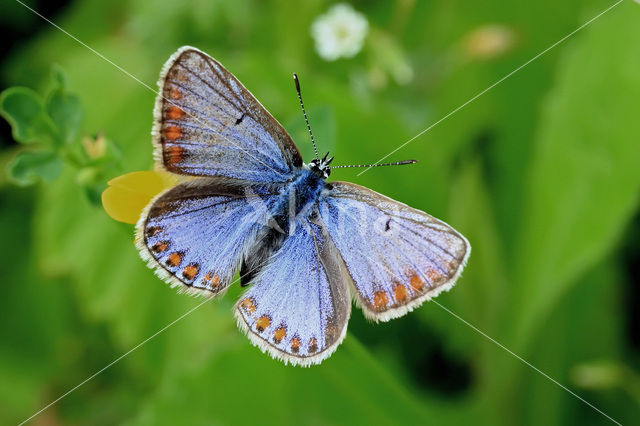 Common Blue (Polyommatus icarus)