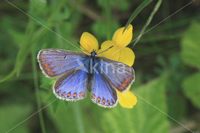 Common Blue (Polyommatus icarus)