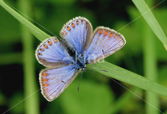 Icarusblauwtje (Polyommatus icarus)