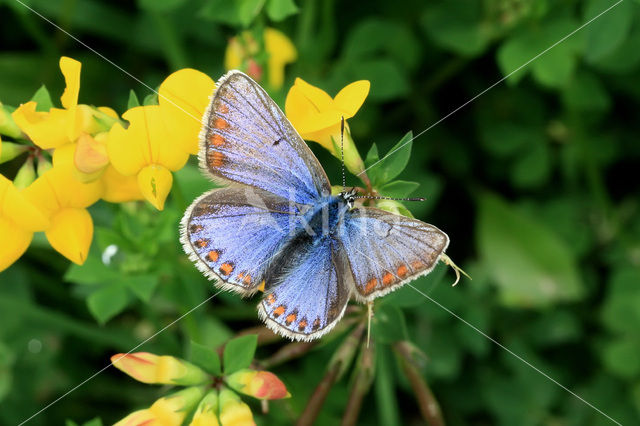 Common Blue (Polyommatus icarus)