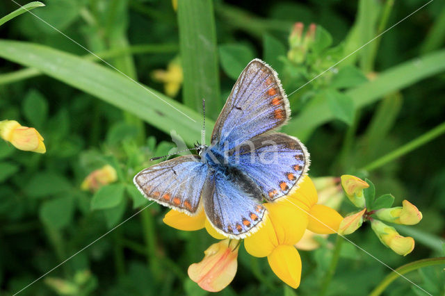 Common Blue (Polyommatus icarus)