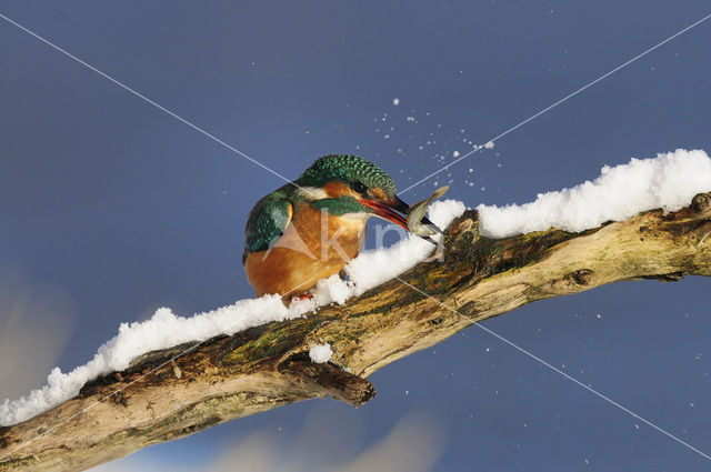 Kingfisher (Alcedo atthis)