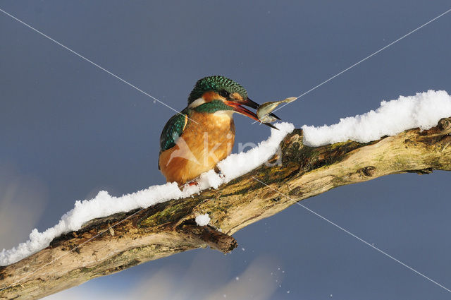 Kingfisher (Alcedo atthis)