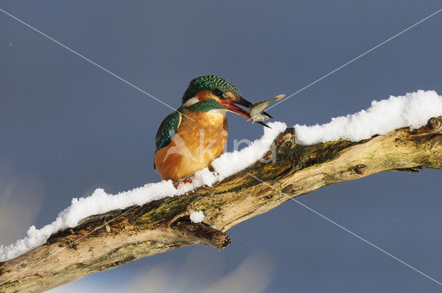 IJsvogel (Alcedo atthis)