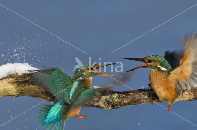 Kingfisher (Alcedo atthis)