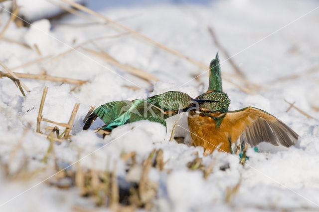 Kingfisher (Alcedo atthis)