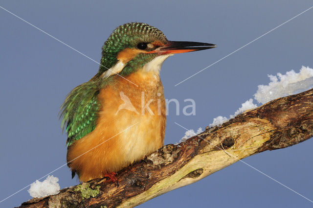 IJsvogel (Alcedo atthis)