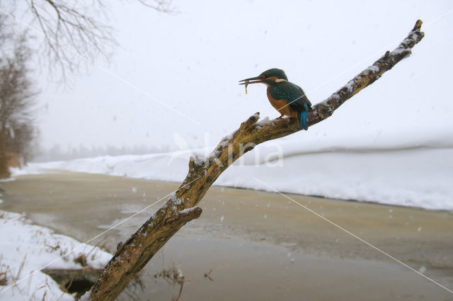 Kingfisher (Alcedo atthis)