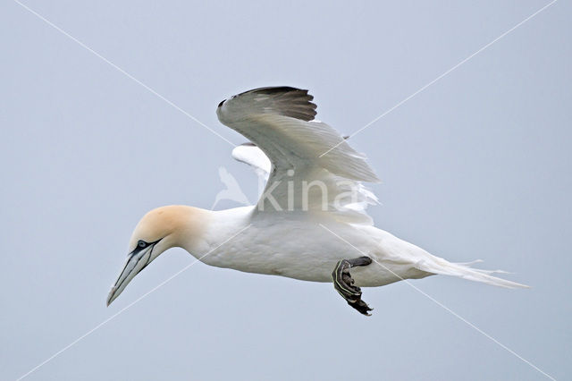 Northern Gannet (Morus bassanus)