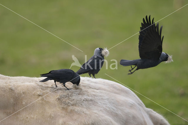 Eurasian Jackdaw (Corvus monedula)