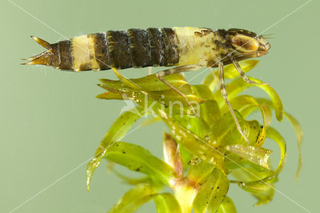 Keizerlibel spec. (Anax spec.)