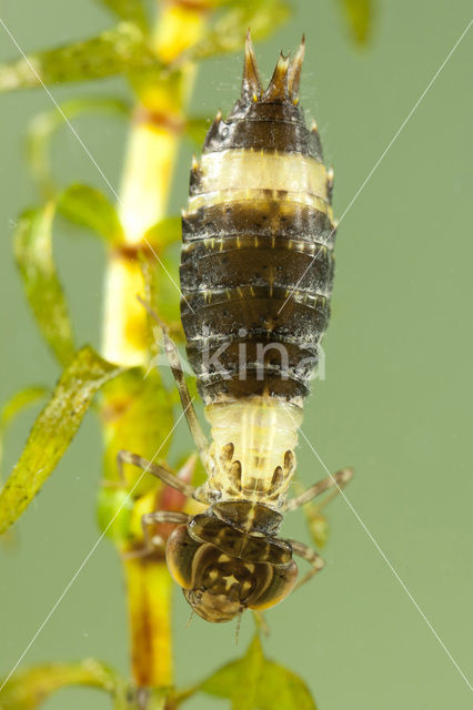 Anax spec.