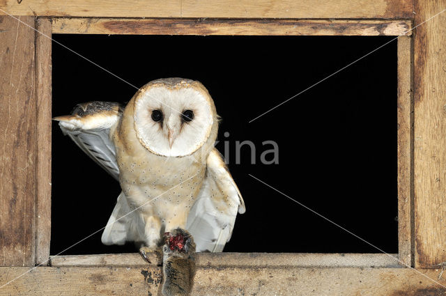 Barn Owl (Tyto alba)