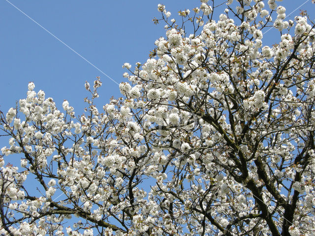 Cherry (Prunus spec)