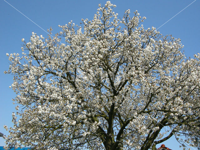 Cherry (Prunus spec)