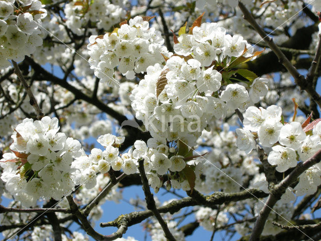 Cherry (Prunus spec)