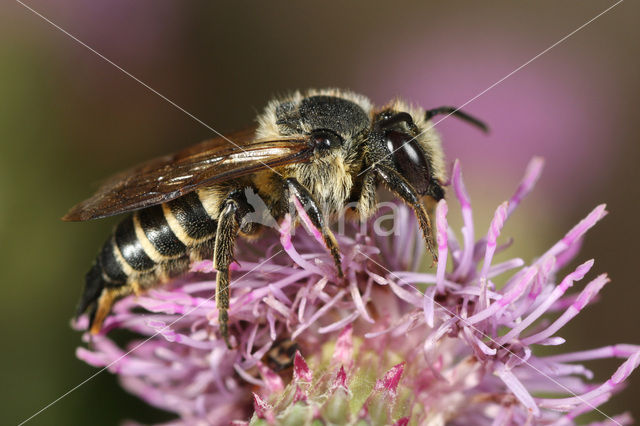 Coelioxys alata