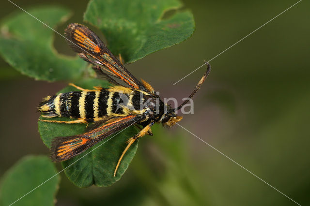 Klaverwespvlinder (Bembecia ichneumoniformis)