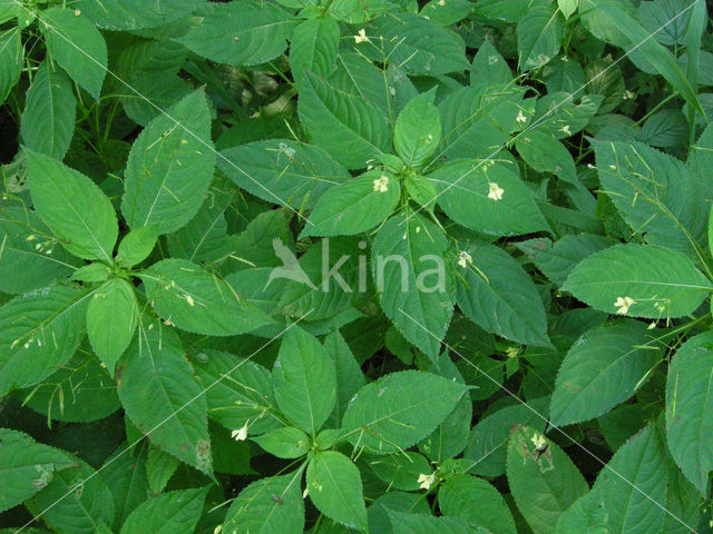 Small Balsam (Impatiens parviflora)