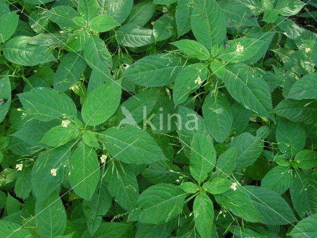 Small Balsam (Impatiens parviflora)