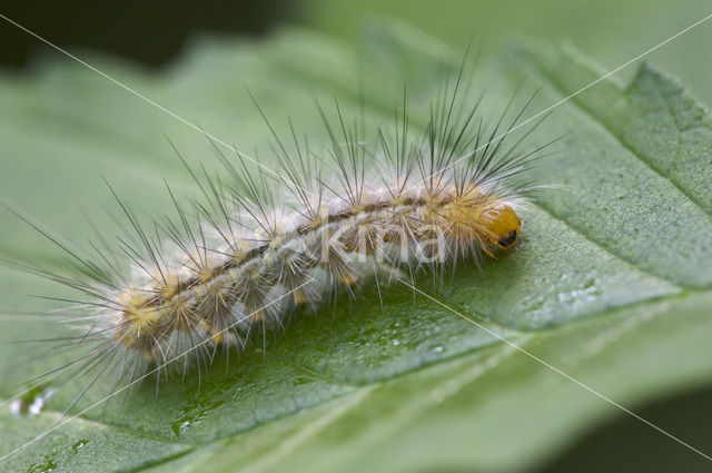 Ruby Tiger (Phragmatobia fuliginosa)