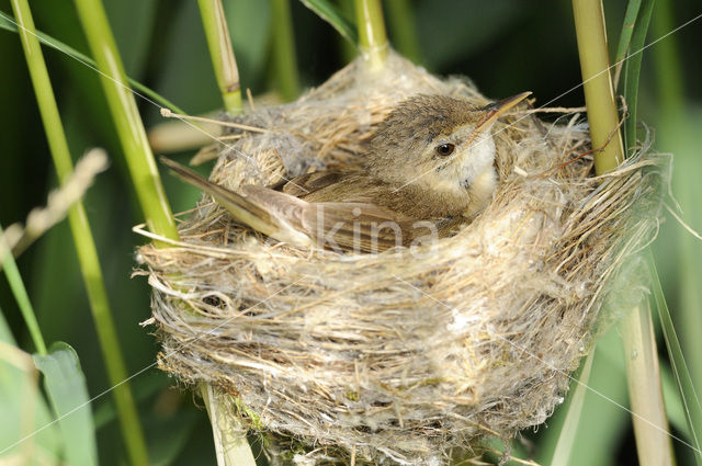 Eurasian Reed-Warbler (Acrocephalus scirpaceus)