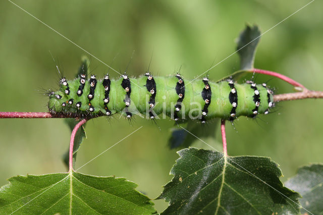 Kleine nachtpauwoog (Saturnia pavonia)