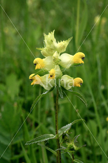 Yellow-rattle (Rhinanthus minor)