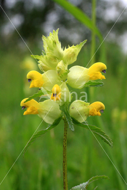 Kleine ratelaar (Rhinanthus minor)