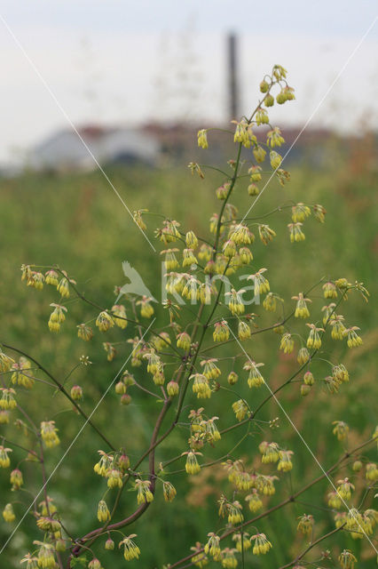 Lesser Meadow-rue (Thalictrum minus)