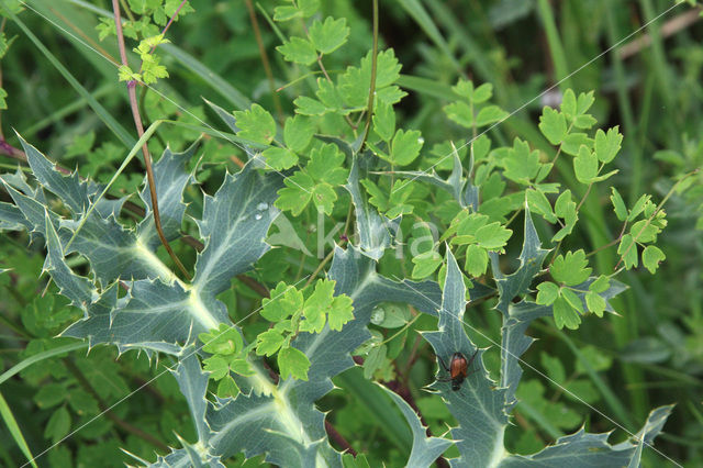 Lesser Meadow-rue (Thalictrum minus)