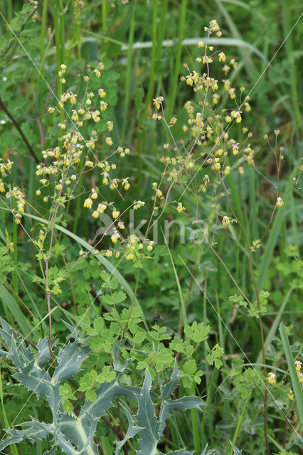 Lesser Meadow-rue (Thalictrum minus)