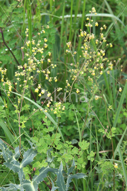 Lesser Meadow-rue (Thalictrum minus)