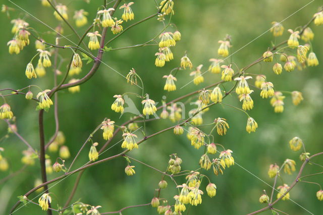 Lesser Meadow-rue (Thalictrum minus)