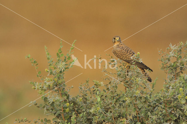 Lesser kestrel (Falco naumanni)