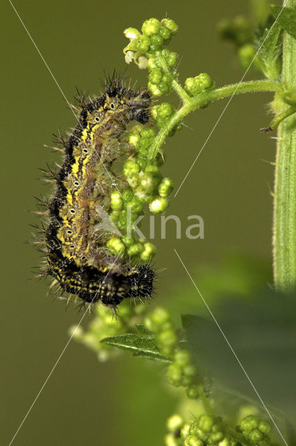 Kleine vos (Aglais urticae)