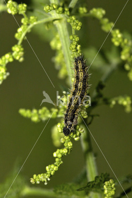 Kleine vos (Aglais urticae)